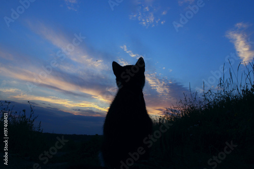 Silhouette of cat at beautiful sunset. Cute cat on the road,sunset background,cat looking. Stray kitten looking at wonderful sunset.World Animal Day, rescue animals concept.   © diesel_80