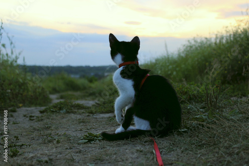 Silhouette of cat at sunset. Cute cat on the road,sunset background,cat looking. Stray kitten looking at wonderful sunset.World Animal Day, rescue animals concept. 