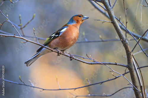 chaffinch sitting on the branches of the first spring buds