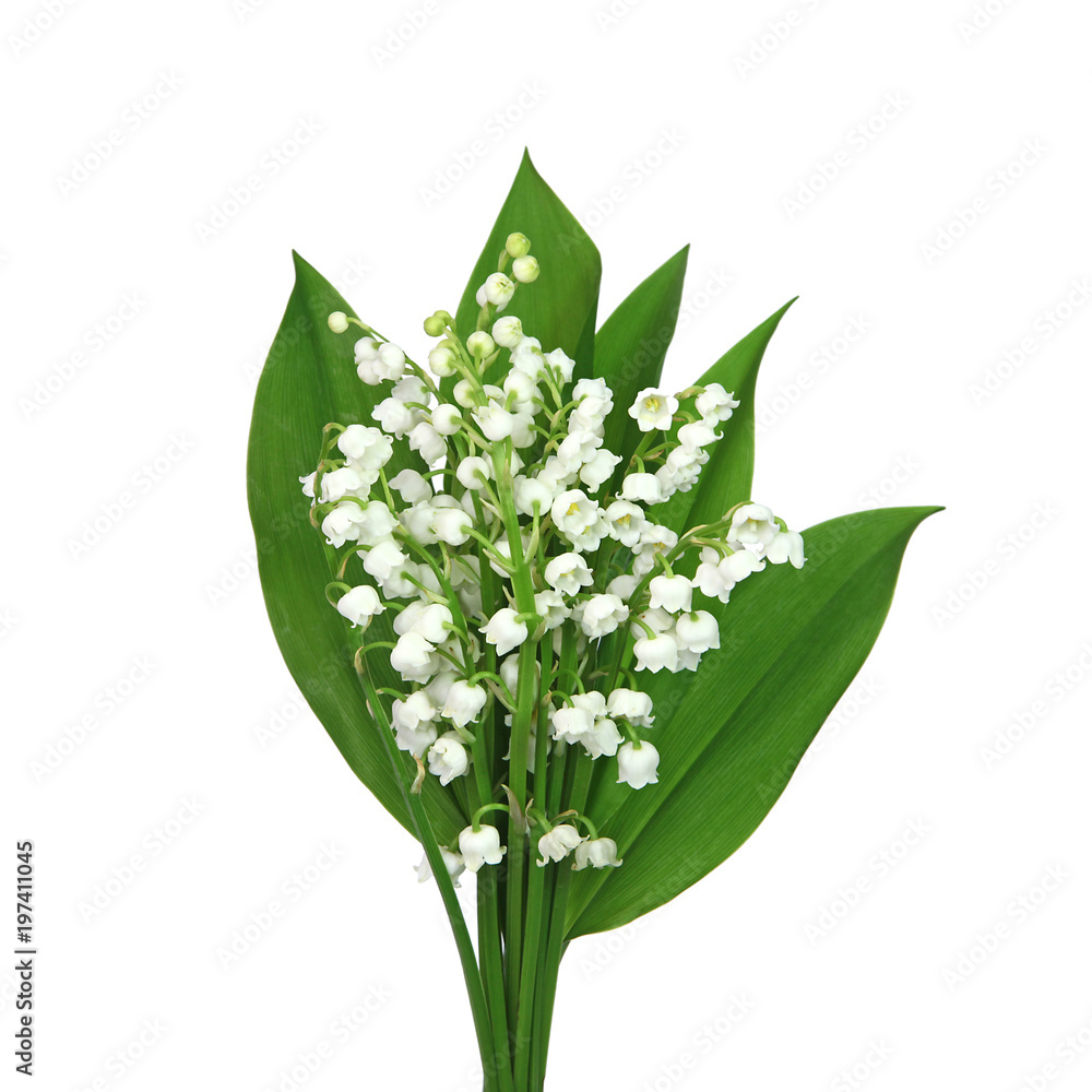 Muguet Fleur