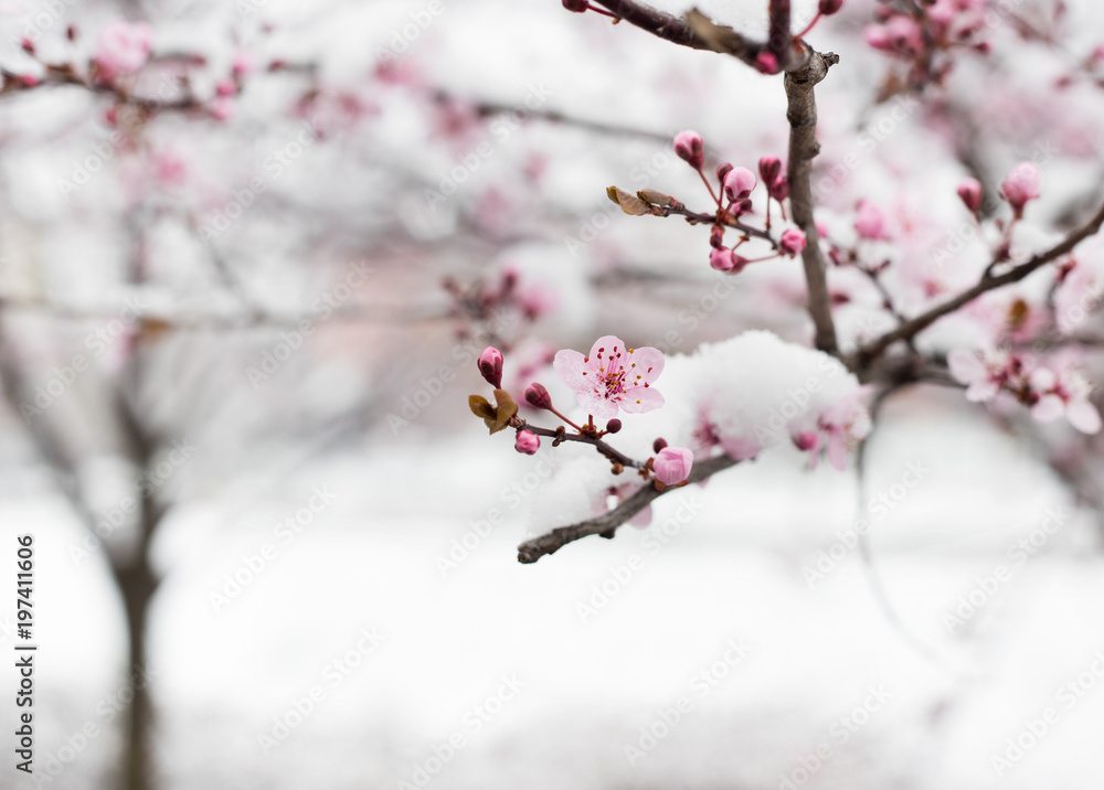 Fruit tree blossom covered with snow Fruit tree blossom covered with snow