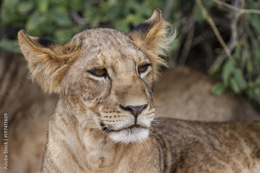 Lion cub portrait in Samburu National Park in Kenya Lion cub portrait in Samburu National Park in Kenya