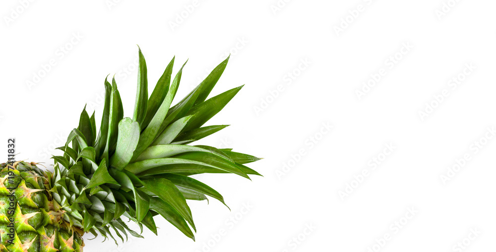 Pineapple on a white background Pineapple on a white background