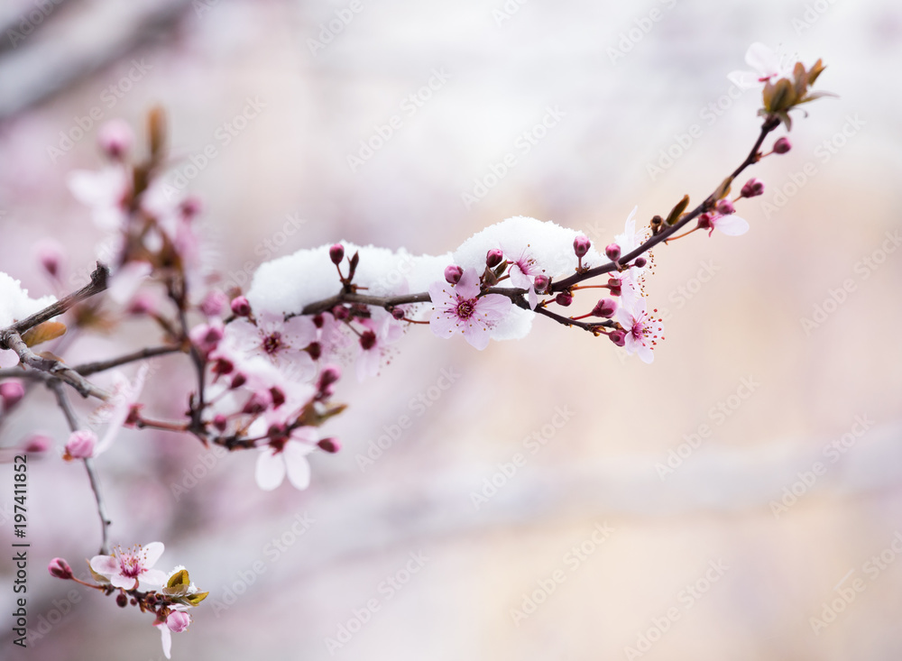 Naklejka premium Fruit tree blossom covered with snow