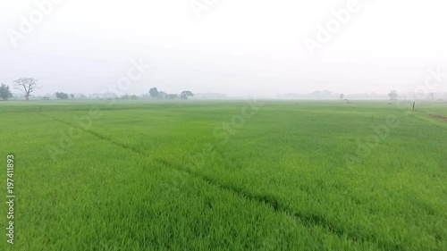 Green and fresh rice nature , Grass blue sky , Drone fly