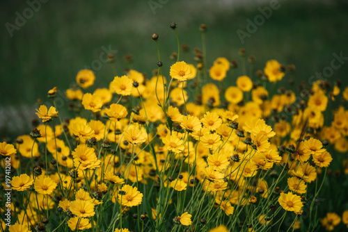 Rudbekia flowers field, blossoming at summer time, floral background