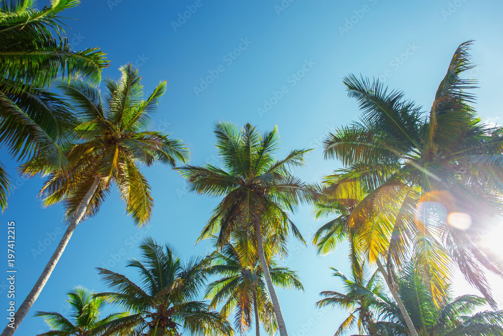 tops of high palm trees in sunlight on sky background