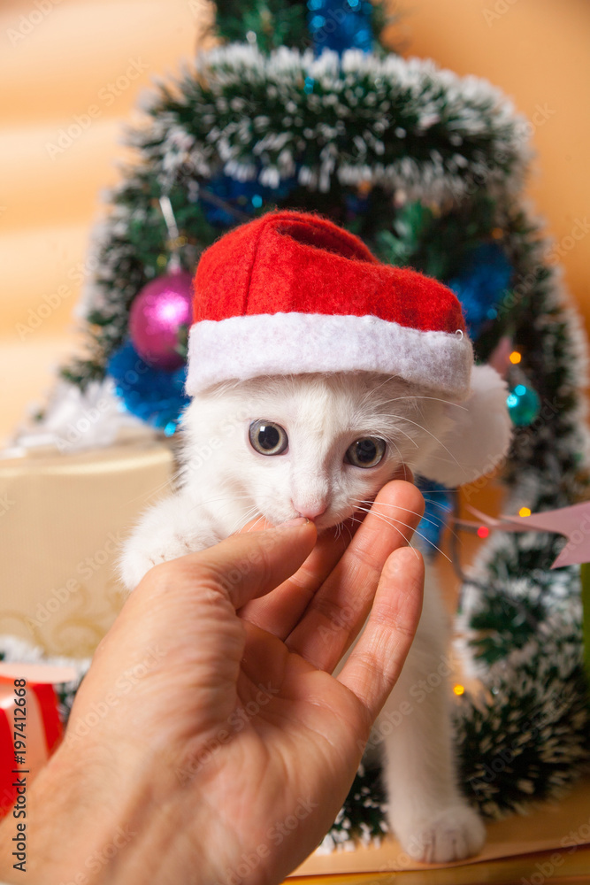 Christmas cat in red santa's hat near christmas Christmas cat in red santa's hat near christmas