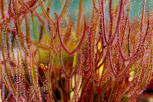 Drosera binata Plante Carnivore photo