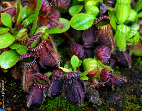 Cephalotus Follicularis Plantes Carnivores photo