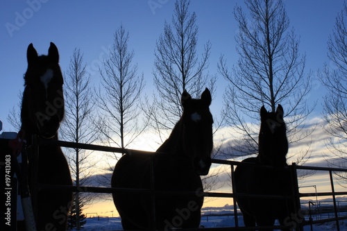 Fototapeta Naklejka Na Ścianę i Meble -  Horses Skyline