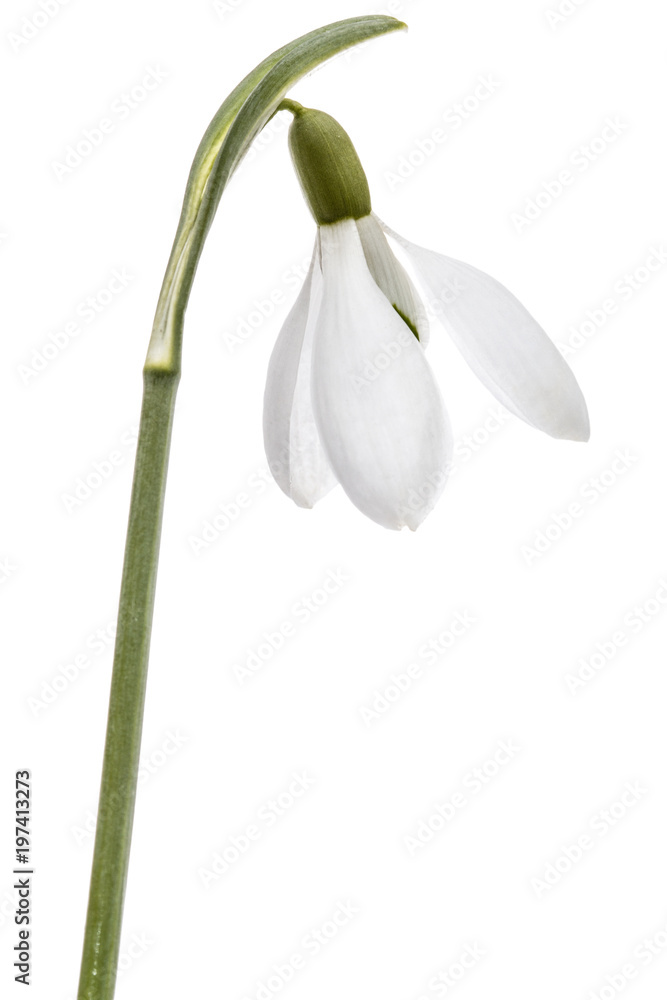 Flower of snowdrop isolated on white background Flower of snowdrop isolated on white background