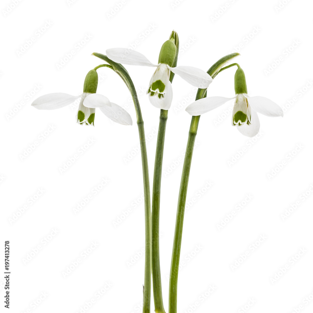 Three flower of snowdrop isolated on white background Three flower of snowdrop isolated on white background