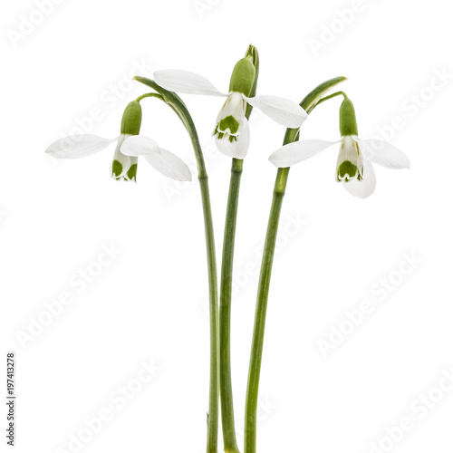 Three flower of snowdrop isolated on white background