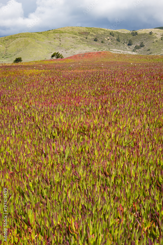 Ice plants in spring