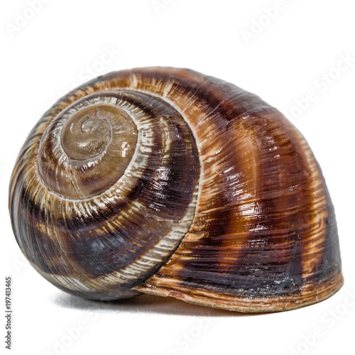 Spiral shell of snail, isolated on white background