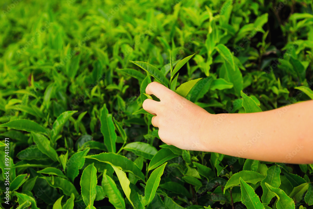 picking tea, female hand plucks the green petals of tea picking tea, female hand plucks the green petals of tea