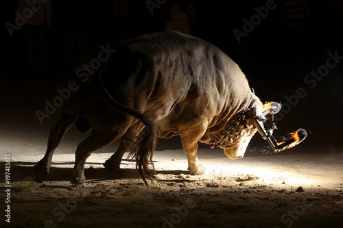 bull in spain