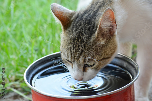 Fototapeta Naklejka Na Ścianę i Meble -  Cat drinking water