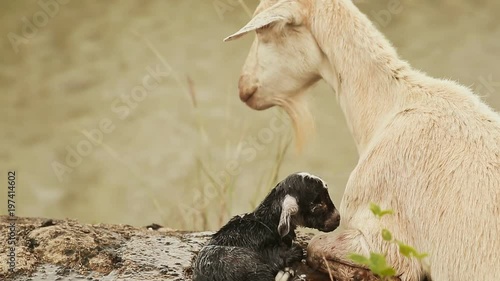 The goat lies on the grass next to the pond with a black newborn baby. photo