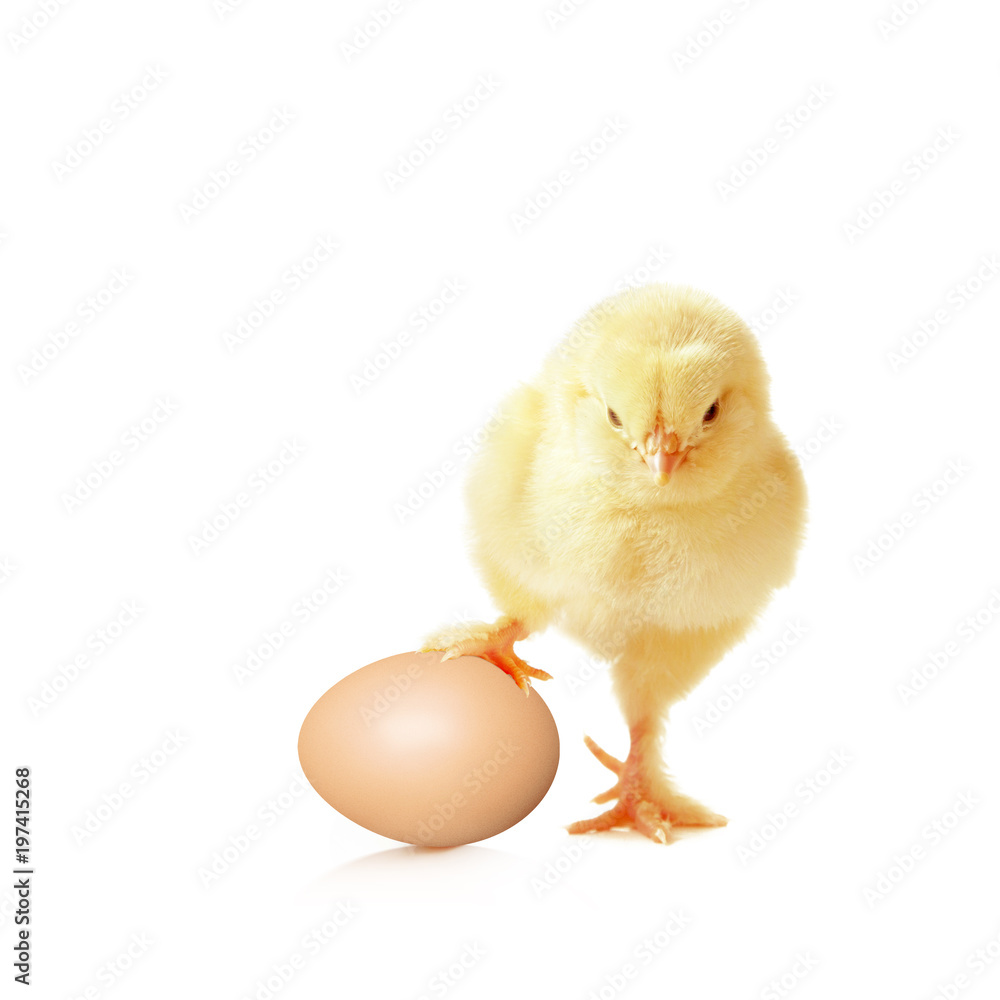 Ostern Küken Motiv Ostern Küken Motiv