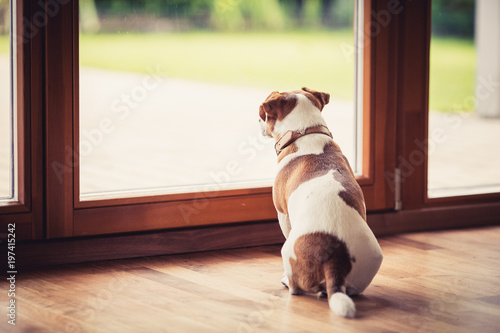 A Jack Russell Terrier, looking out through the window