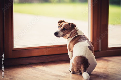 Dog want to go outside