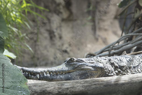 Crocodile basking in the sun in a jungle area