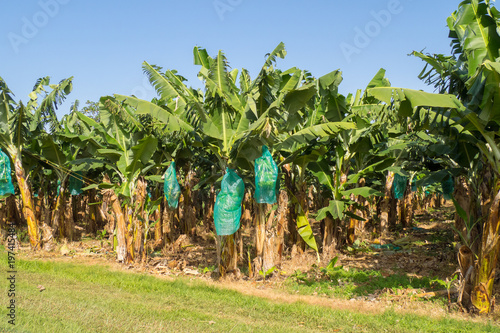 Plantation of bananas in Guadeloupe, with bunches protected by plastic against parasites