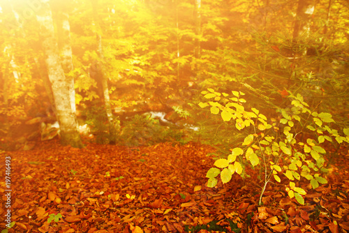 Beautifulsunny autumn landscape with fallen dry red maple leaves and mountain river photo