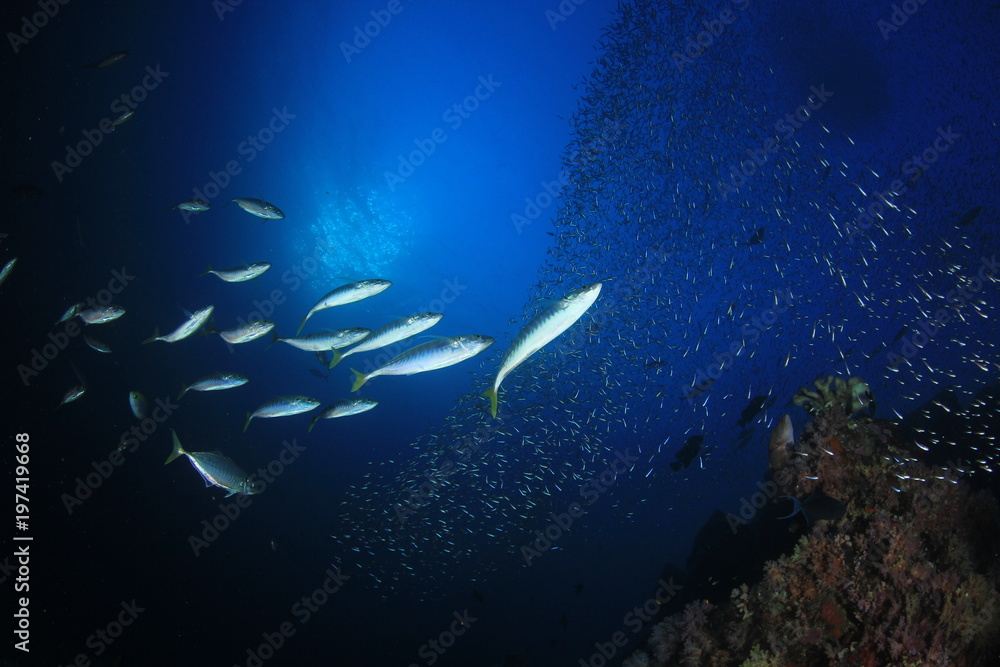 Fototapeta premium Tuna fish hunting sardines