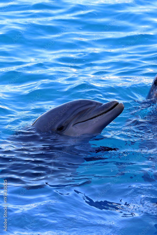 Naklejka premium delfin