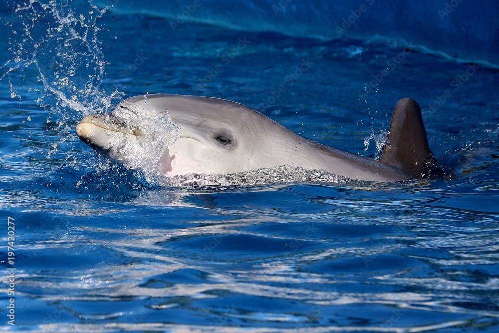 Obraz premium delfin