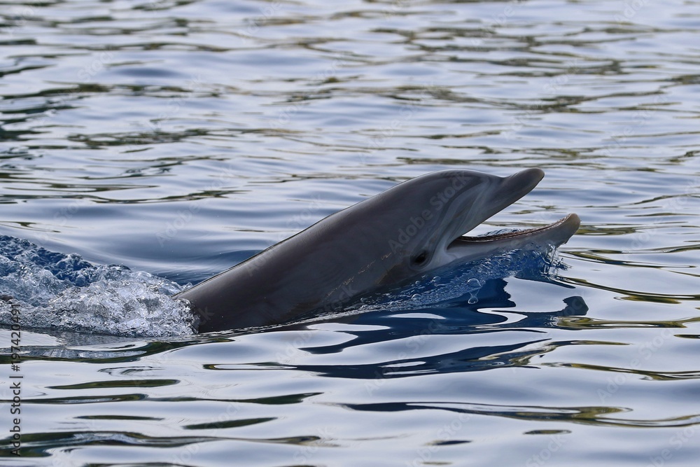 Obraz premium delfin