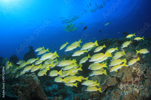 Fototapeta Naklejka Na Ścianę i Meble -  Fish on coral reef - Snapper fish