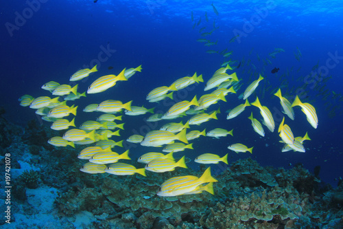 Fish on coral reef - Snapper fish