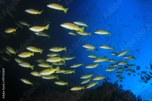 Fish on coral reef - Snapper fish © Richard Carey