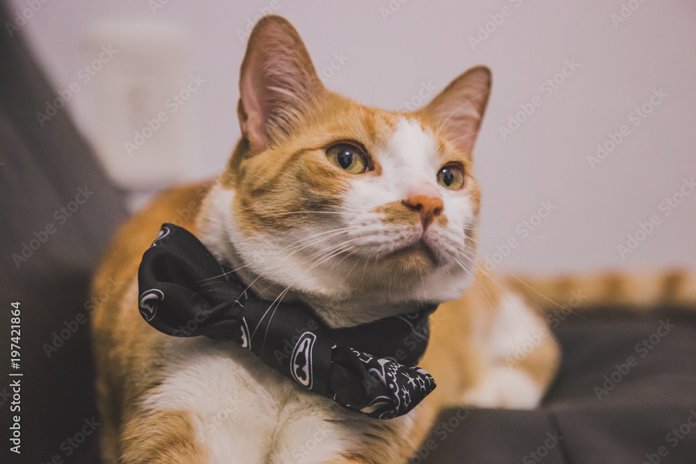 Cat with bow tie.