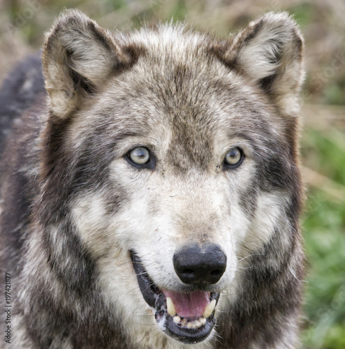 Wolf Head Shot