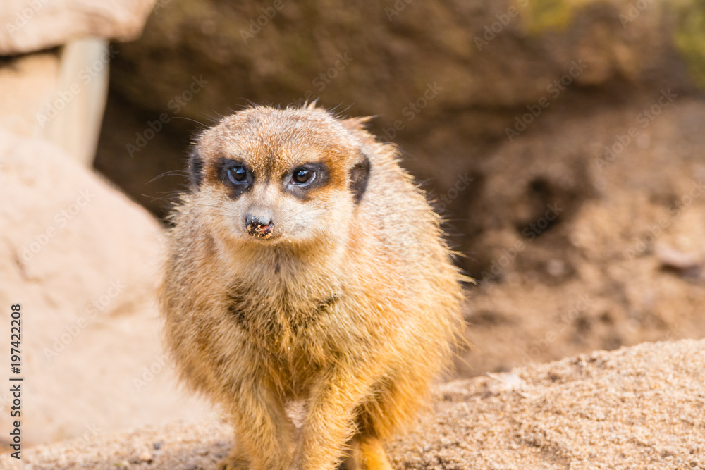 Erdmännchen in Lauerstellung Erdmännchen in Lauerstellung