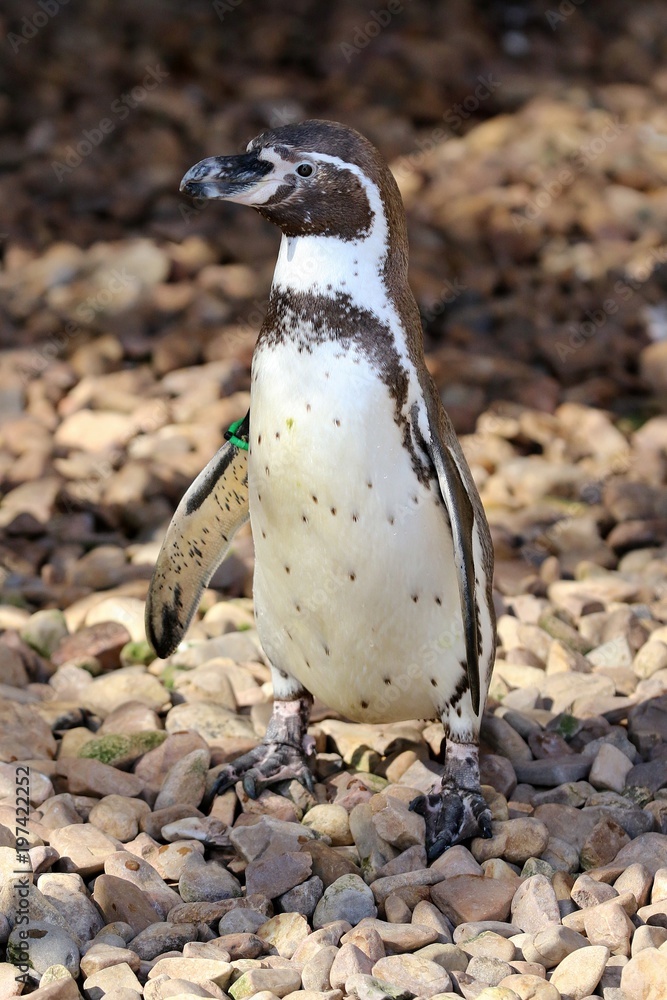 Naklejka premium pinguino
