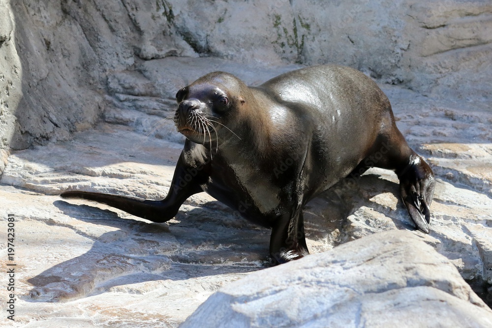 Fototapeta premium foca