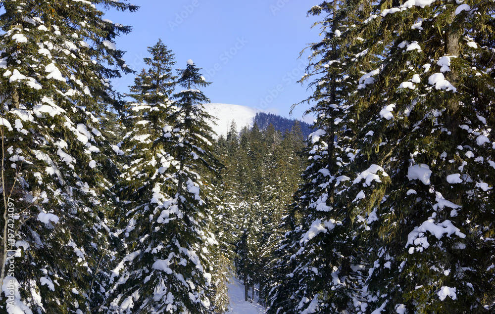 Fototapeta premium snow-covered spruce in the forest