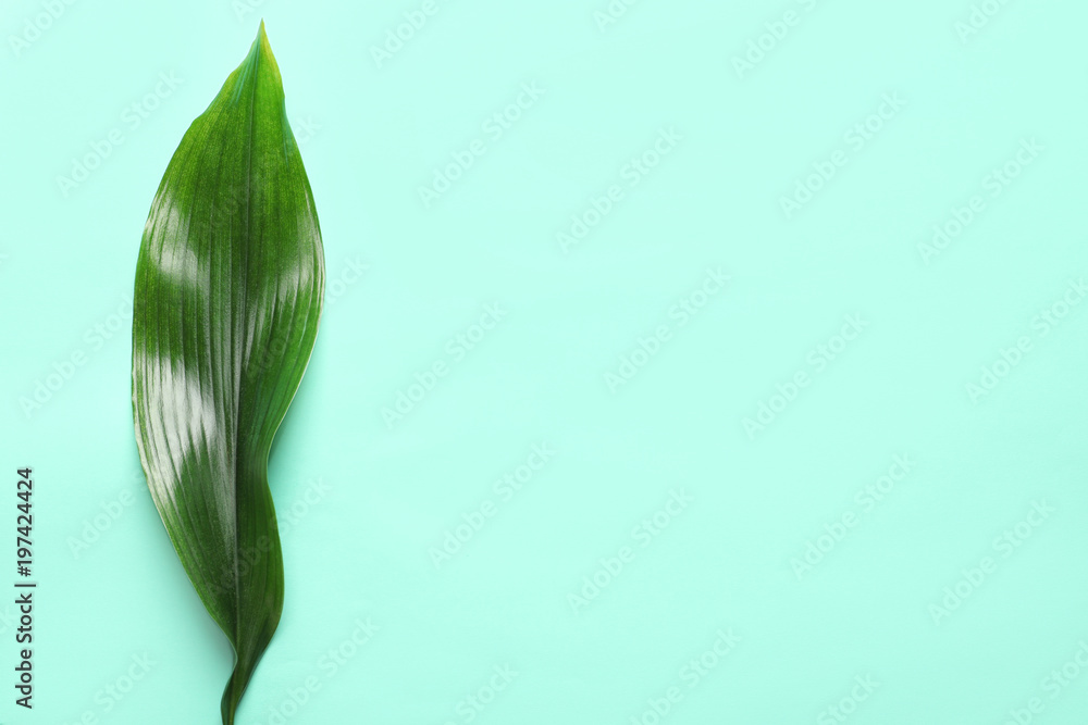 Beautiful tropical Aspidistra leaf on color background, top view - obrazy, fototapety, plakaty 
