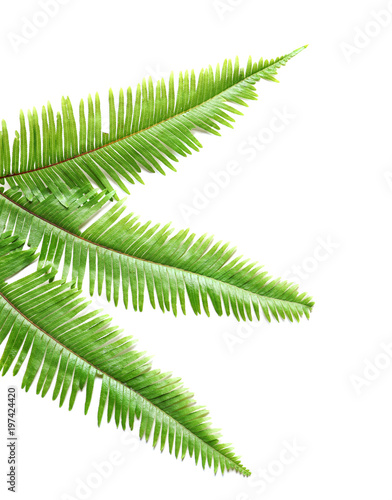 Tropical Fern leaves on white background