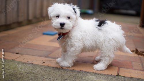 Maltese Shih Tzu