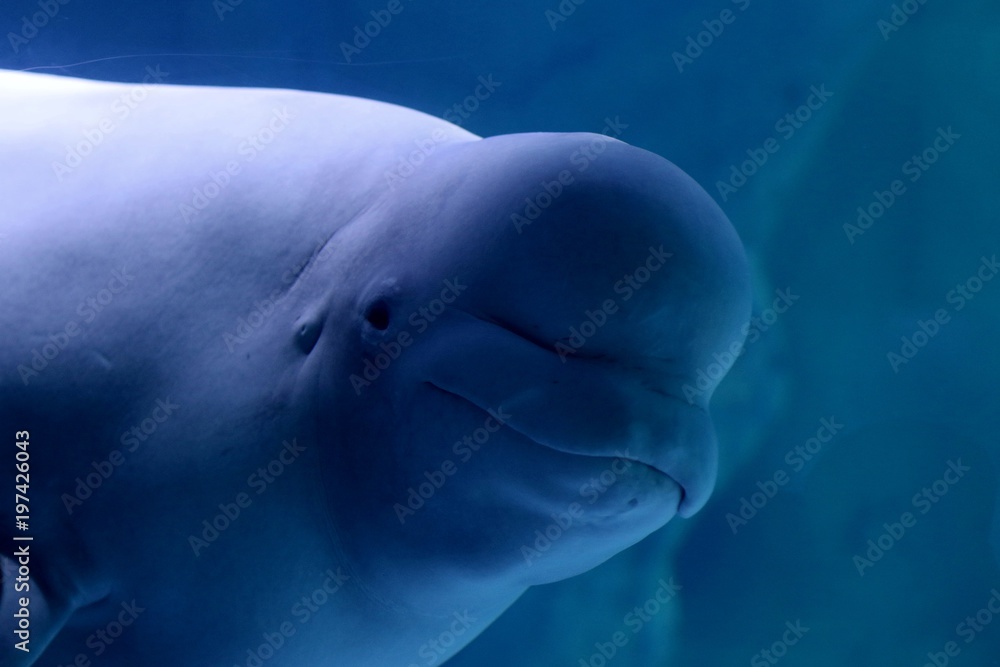 Fototapeta premium beluga