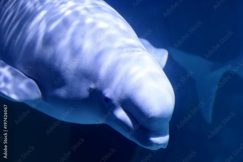 Fototapeta premium beluga