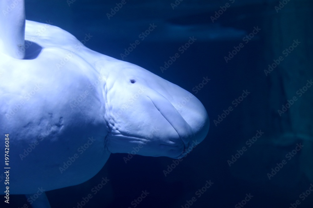 Fototapeta premium beluga