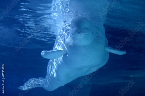 beluga